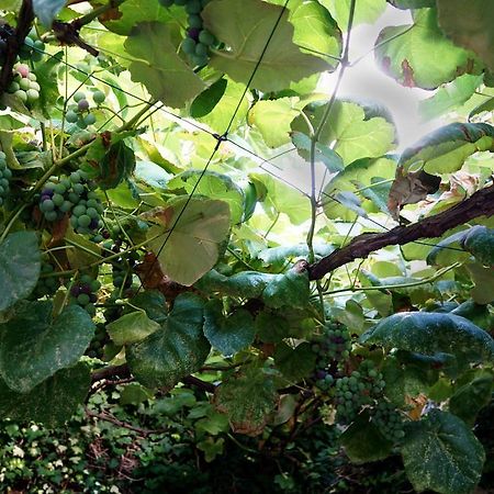 La Maisonette Et Son Jardin Βενετία Εξωτερικό φωτογραφία